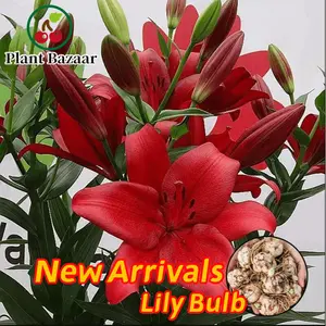 Lily Seed Balls - Potted Plants, Bright Red Flowers, Perfect for Garden Decor, Balcony Tabletop Flowers