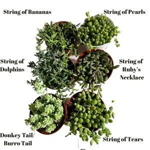 6 pack Strings of Things Bundle Collection : dolphins, donkey, bananas, pearls, tears, ruby necklace plant collection live succulent