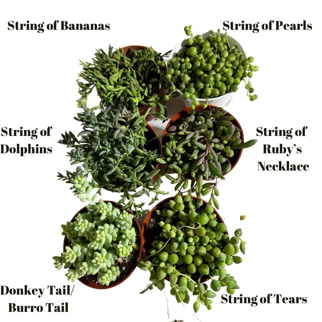 6 pack Strings of Things Bundle Collection : dolphins, donkey, bananas, pearls, tears, ruby necklace plant collection live succulent