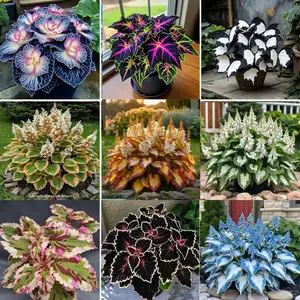 800pcs Color-Mixed Hosta Seeds – Shade-Loving Perennial Foliage Plants | Easy to Grow & Low Maintenance | Vibrant Leaf Colors, Perfect for Outdoor Gardens, Containers, Borders & Pollinator-Friendly Landscaping