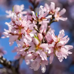 Chokecherry Tree – Live Bare Root, 2–3 ft | Prunus virginiana