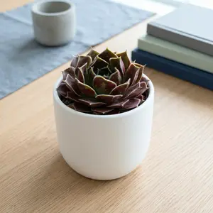 Sempervivum heuffelii 'Irene'