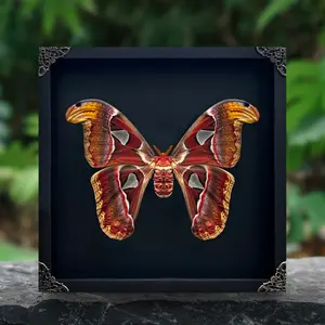 Framed Atlas Moth Butterfly Preserved Insect Oddities Collection Unique Gifts Entomology Vibrant Wall Art Home Decor Room