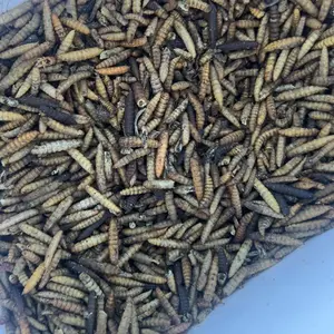LuckyQworms 11 lbs Dried Black Soldier Fly Larvae Mealworms for Chickens Birds Bluebirds Hamsters Turtles Fish Hedgehogs High Protein Omega-3 Fatty Acids Pet Food for Poultry Reptile Rodent Daily Feed Treats