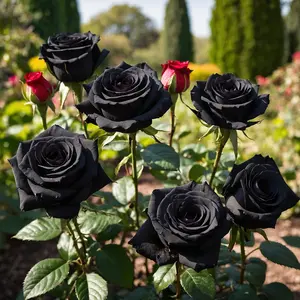200pcs Rare Black Rose Seeds – Fragrant Perennial Rosa Bush and Climbing Vine Flower Seeds – Easy-to-Grow, Low-Maintenance Plants for Outdoor Garden Planting, Landscaping, and Decorative Shrubs