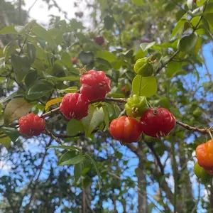 10 Surinam Cherry Seeds