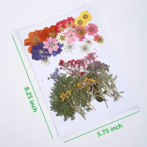 17 Types 48PCS Real Dried Pressed Flowers Leaf Plant Herbarium for DIY Resin Jewelry Making Floral Decors(Colorful) seasonal celebration outdoor decoration