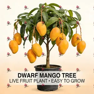 Dwarf Hatton Mango Tree Seedlings - Fast-growing, high-yielding, ideal for potting and yard growing (15-18 inches)