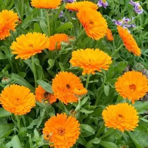 150 Pcs Calendula Flower Seeds – Vibrant Golden Daisy-Like Blooms for Backyard & Flower Beds, Beginner Friendly Seeds Only, Not Live Plants