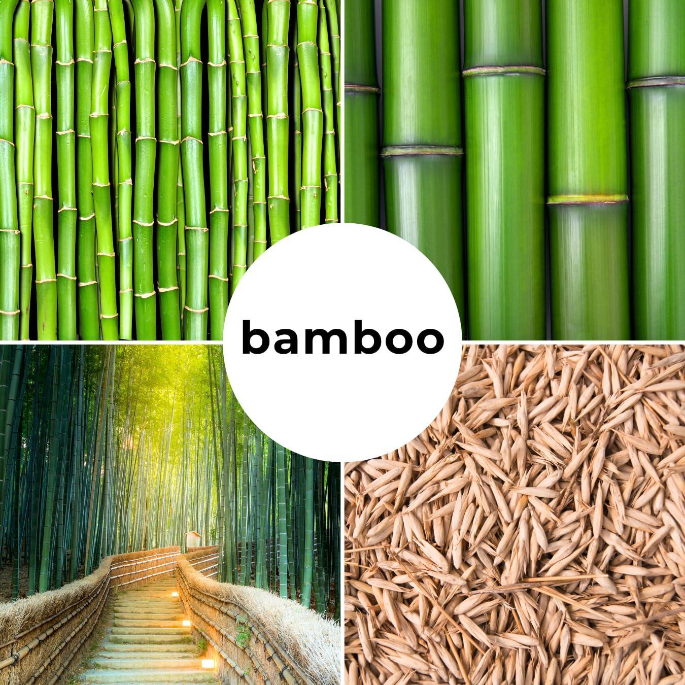 300+ Giant Bamboo Seeds for Planting - Exotic and Fast Growing Windbreak or Privacy Screen