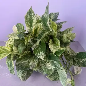 Pothos Marble Queen Live Plant | Beginner Friendly | Low Light Plant