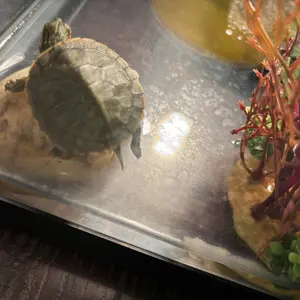 Reptile Heat Lamp with 50W UVA UVB Light Bulb, Basking Spot Light Simulated Sunlight, Heating Lamp for Turtle, Lizard, Snake, Beared Dragon, Amphibians