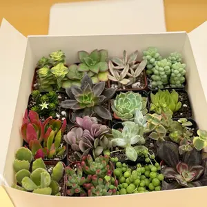 Variety 2 Inch Potted Succulents for Home Decor Colorful