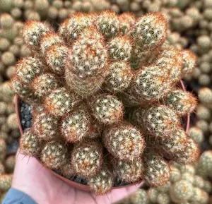 Live Ladyfinger Cactus Plant - Mammillaria Elongata Plant - Golden Stars Cactus Plant - 6 Inch Pot