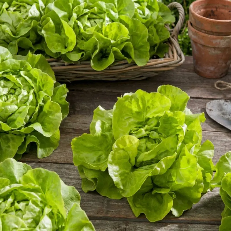 500+ Butterhead Lettuce Seeds