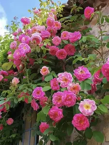 600+pcs Climbing Rose Seeds for Outdoor Planting - Vibrant Ornamental Flowers for Family Gardens, All Seasons, Full Sun