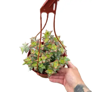 6” String of Buttons Hanging Basket Succulent Home Decor Sculpture