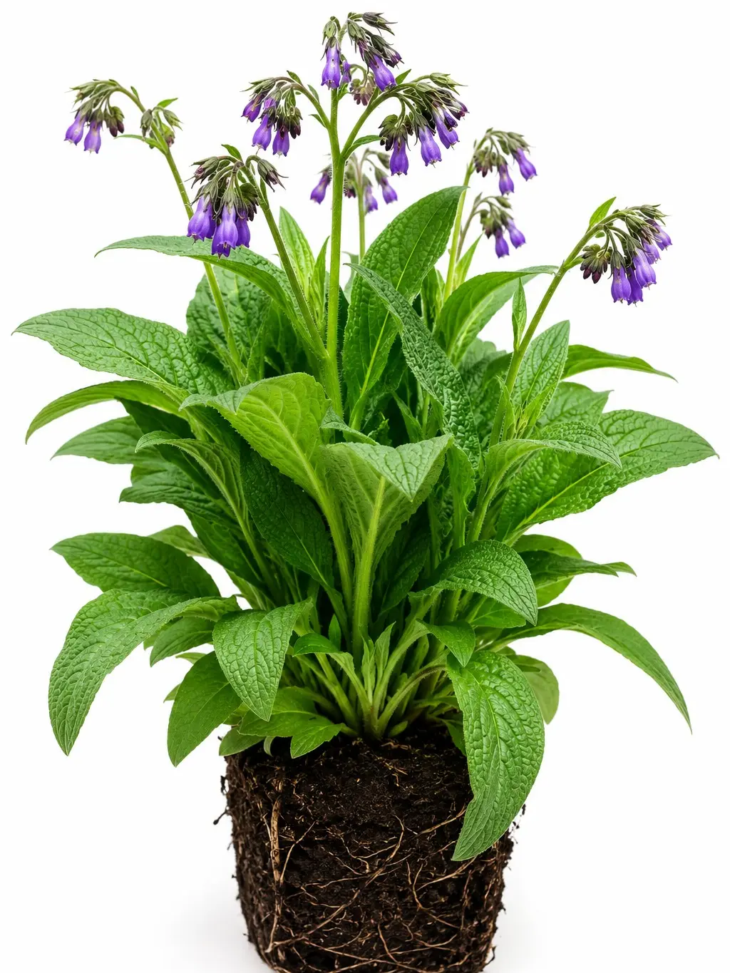 Comfrey Live Plant Plug – Hardy Perennial Herb | Deep Root Garden Companion | Pollinator Friendly | Fast Growing Medicinal Herb | Compost & Mulch Plant