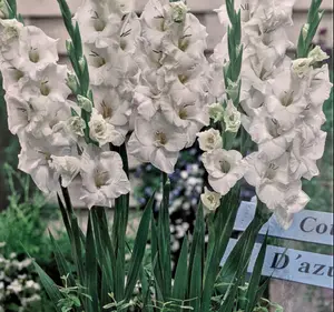 Blondie Glamini® Gladiolus 10 Bulbs - NEW! - Petite - 10/12 cm
