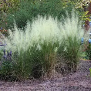 White Cloud Muhly Grass Muhlenbergia Mature Plant In A 6” Pot