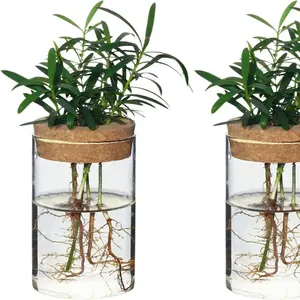 Separated Desktop Glass Flower Vases - Ideal Plants Propagation Stations for Living Room, Bedroom Decoration,Home Decor, Hydroponic Vase (2)