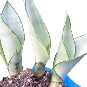 Snake Plant Moonshine 4” Houseplant Variegated Succulents with Silvery-gray Leaves for Indoor Decor Sansevieria trifasciata Office & Home Gift Decor Porch & Home