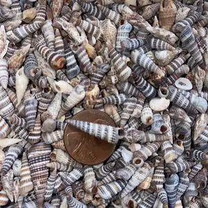 Tiny rinoclave natural shells 200 in this package , jewlery making , crafts