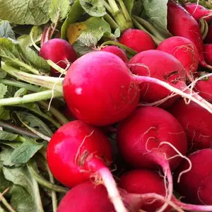 TomorrowSeeds - Crimson Giant Radish Seeds -  Raphanus sativus Big Round Red Radishes Champion Cherry German Daikon Vegetable Seed For 2024