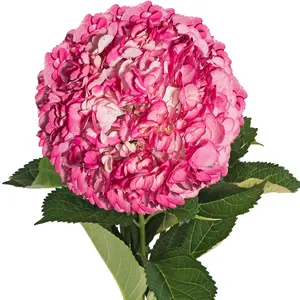 Hot Pink Painted Hydrangeas