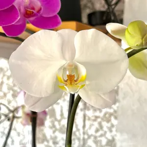 Blooming White Orchids in a 4” Pot Live Houseplants