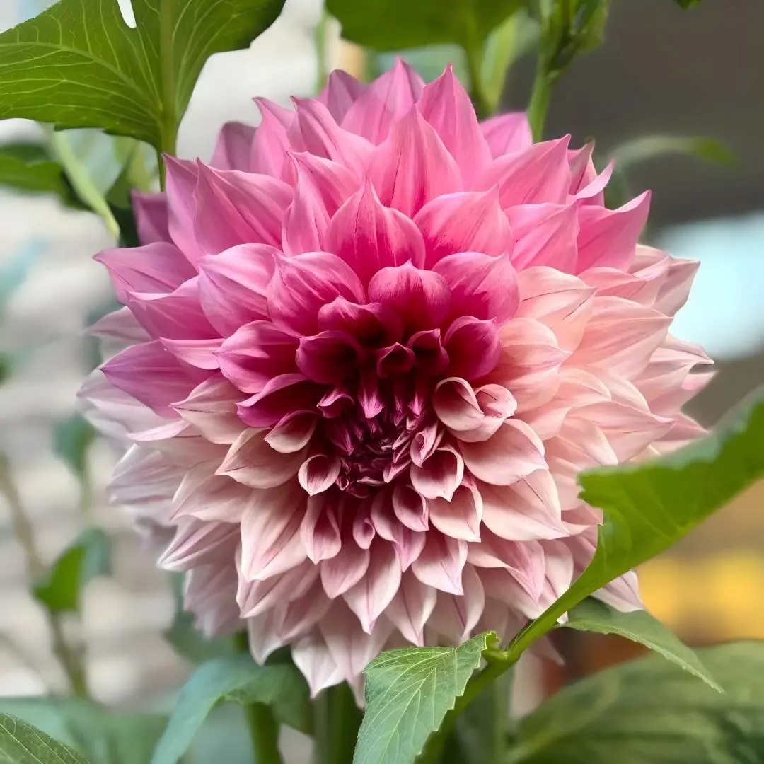 Dahlia Tuber, Dahlia Pinnata Perennial Flower Tubers, Decorative Dahlia Bulbs for Garden Planting, Home Patio Potted Ornamental Flowers large backyard
