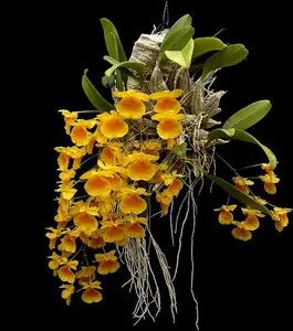 Dendrobium aggregatum species orchid plant