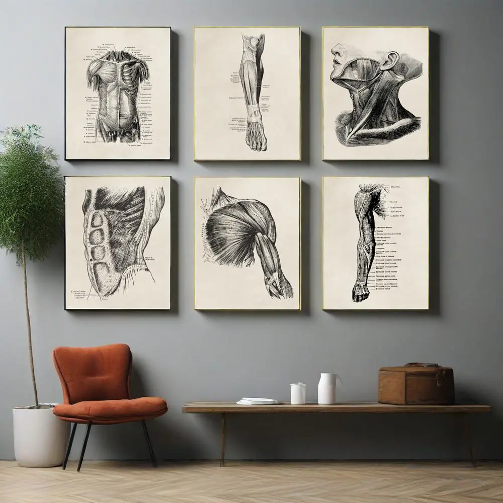 6pcs/set Unframed Human Body Anatomy Poster Skeleton Artistic Vintage Artwork Medical Clinic Wall Picture Organ Muscle Canvas Painting Graphic Prints Art Illustrations Aesthetic Wall Decor Pictures Room Decor