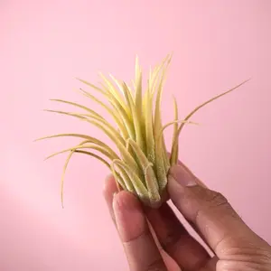Ionantha “Druid” Air Plant