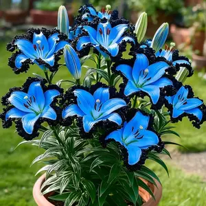 100 Pcs Oriental-Trumpet Hybrid Lily Flower Seeds, Versatile Fragrant Natural Fragrance Sky-to-Deep Blue Petals, Easy to Grow for Gardeners of All Skill Levels, Stunning Backyard Fences & Garden Display