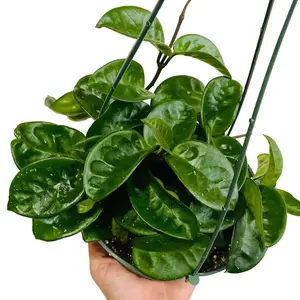 6" Hoya Krinkle 8, Chocolate Smelling Flower, Pet Friendly, Live Houseplant, Indoor Plant