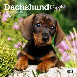 Dachshund Puppies | 2026 7 x 14 Inch (Hanging) Monthly Mini Wall Calendar | BrownTrout | Animals Dog Breeds Puppy