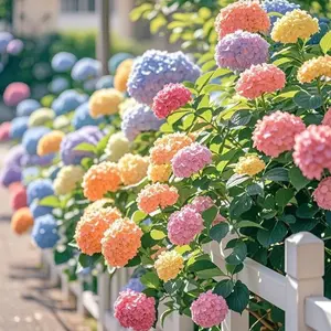 200 PCS Mixed Color Heirloom Hydrangea Seeds – Non-GMO, Easy to Grow, Perennial, Perfect for Gardens & Flower Beds