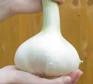 Elephant GARLIC , No Gmo Heirloom, Organic