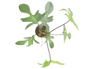 Philodendron Florida Green