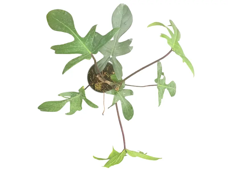 plant plant stand Crisscross Cascading Plant Stand main image 1
