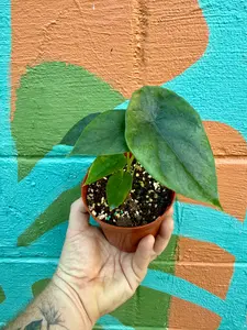 4" Alocasia clypeolata 'Green Shield'