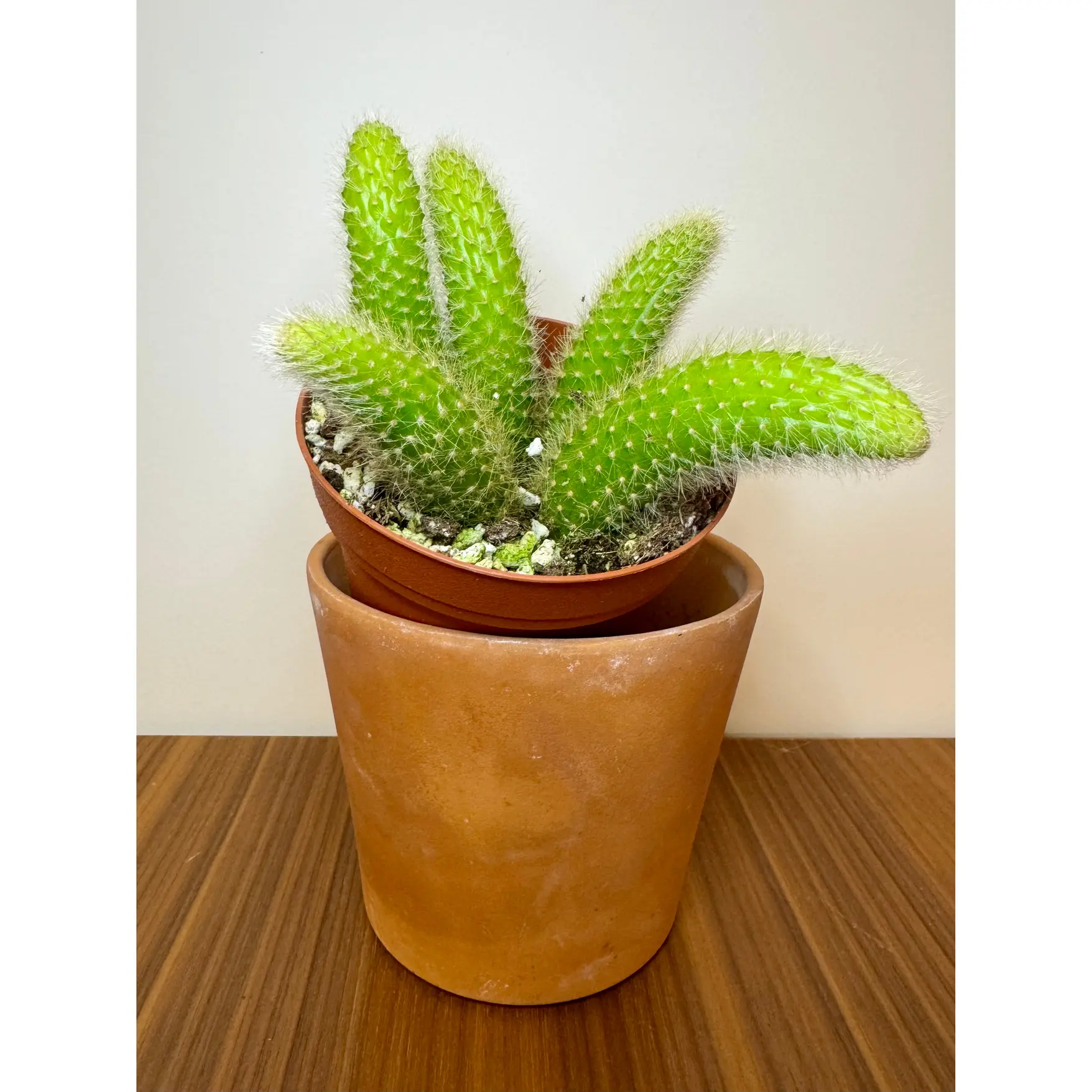 4” Monkey Tail Cactus