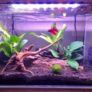 10 gallon stater tank