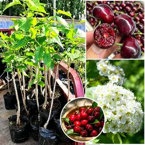Home garden planting cherry tree seedlings