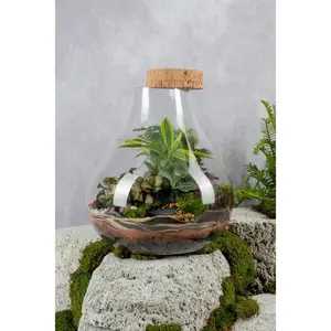 Sensation Terrarium