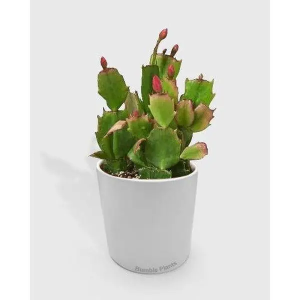 Zygocactus 'Christmas Cactus'