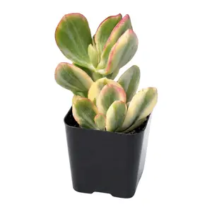 Crassula ovata 'Tricolor' - Jade Plant