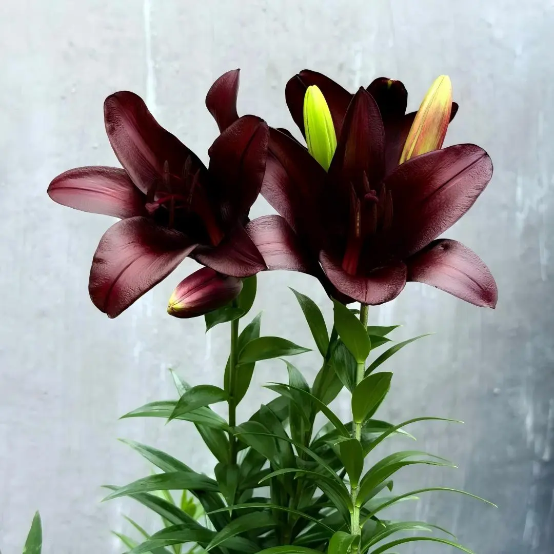 Fragrant Lilium Brownii Lily Bulbs, Perennial Garden Flower Bulbs for Indoor and Outdoor Planting easy growth