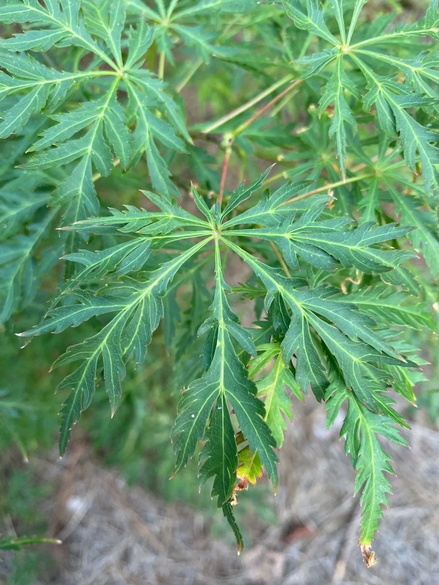 Acer palmatum 'Pendula Angustilobum' Dwarf Japanese Maple